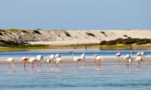 Salgados, Relax & Fun for family