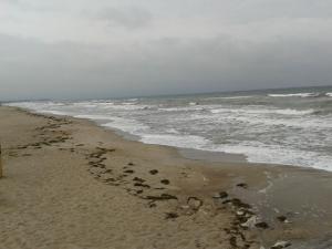 Seestern