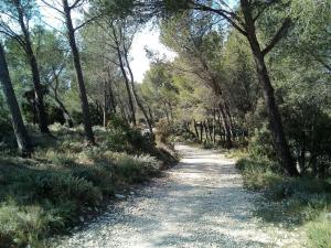 Single storey 40m² bordering pine forest and spa