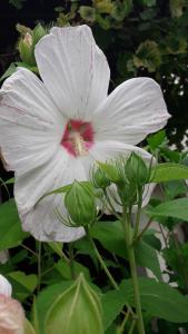 Sommerfrische