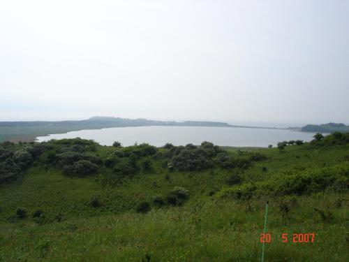 Stranddistel