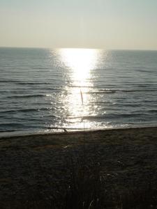 Stranddistel