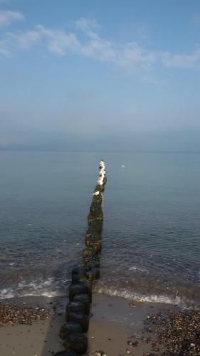 Strandhafer