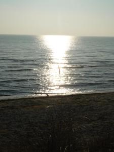Strandhafer