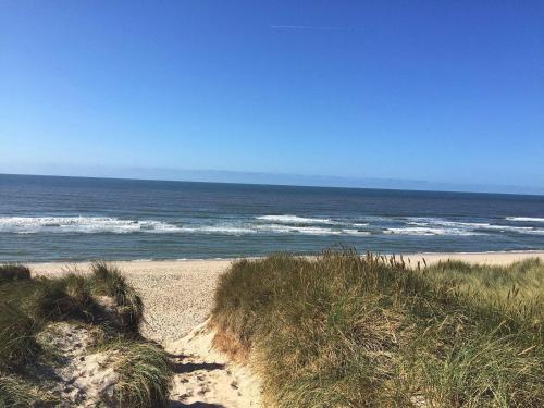 Strandhafer