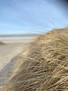 Strandstern Norddeich