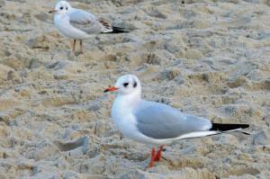 Strandstrasse 21 Fewo 05