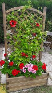 Studio Les coquelicots