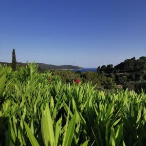 Appartement Sylvabelle Bluesky 657 boulevard de Sylvabelle 83420 La Croix-Valmer Provence-Alpes-Côte d\'Azur