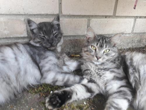 Timmy&Struppi Ferienwohnung im Schwarzwälder Hochwald Saarland- Wadern- Noswendel