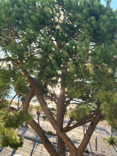 Vacances paradisiaques, Plage Cannes boccacabana, studio