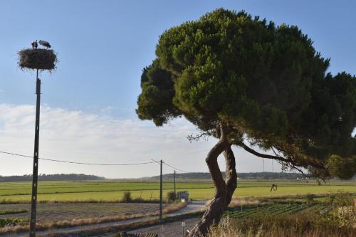 Varanda _do_arrozal