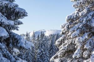 Waldklang Titisee (W7) + Hochschwarzwald Card