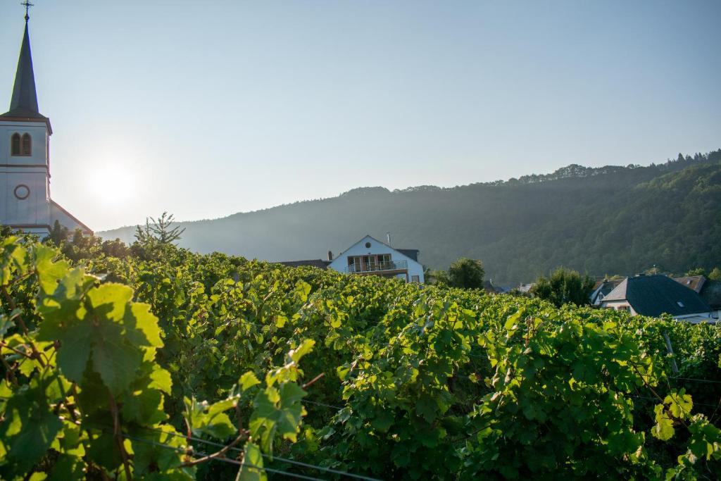 Weingut Johanneshof 6 In der Olk, 54518 Minheim