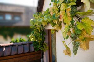 Weingut Landmann Ferienwohnungen
