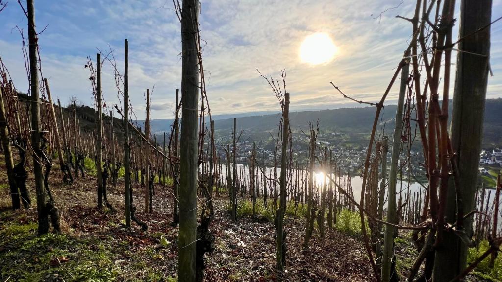 Weinrebe 2 Hauptstraße, 54470 Bernkastel-Kues