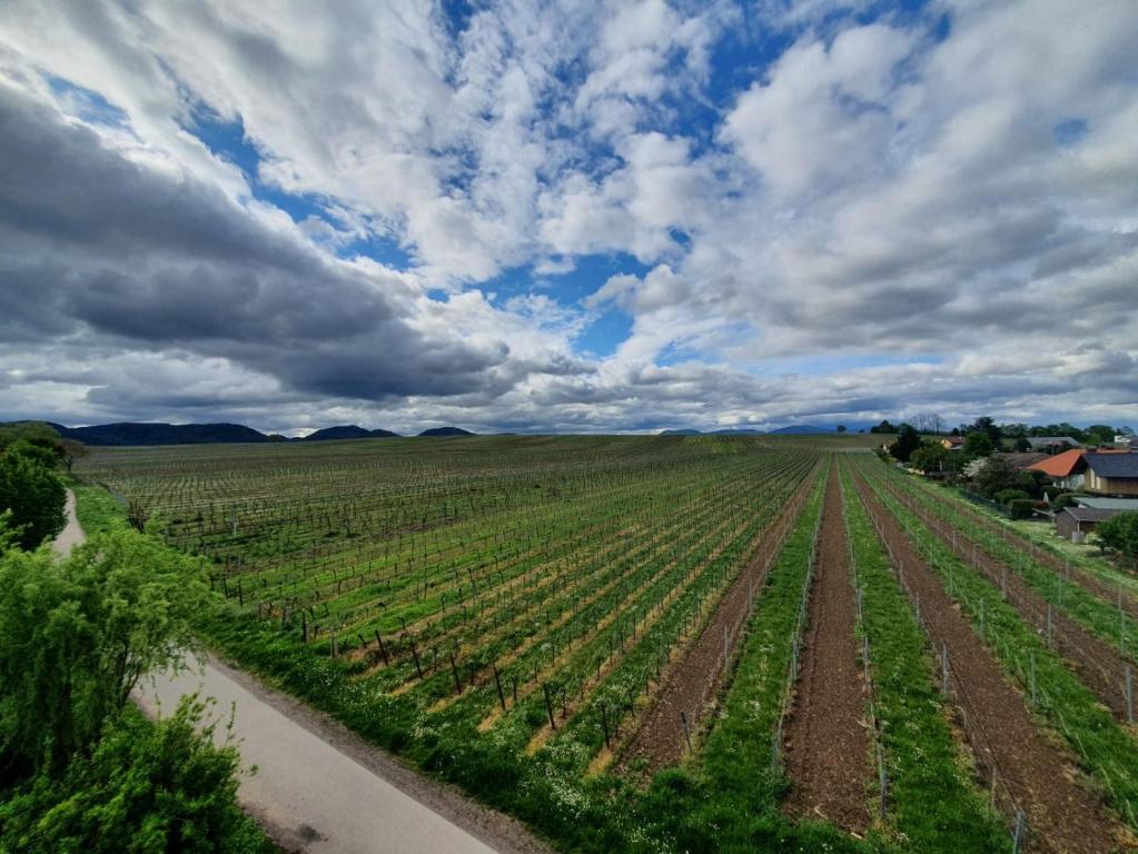 Weinseelig14 Raiffeisenstraße 14 EG, 76829 Landau in der Pfalz