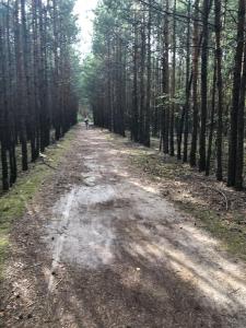 Wohnung Simon Grüne Idylle im Wald direkt am See