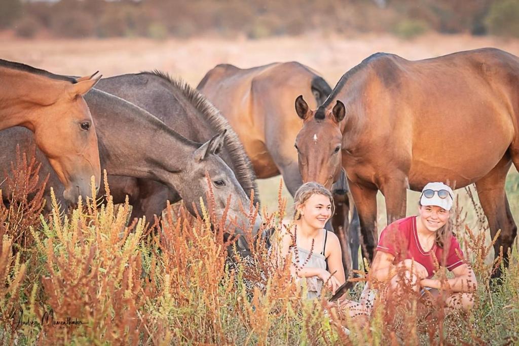 Appartement Zambujal Horses & Nature. House t1. Alentejo. Arronches. Herdade do Zambujal - estrada nacional 246 7340-059 Arronches