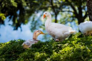 Alpenpension Ettlerlehen Ferienwohnungen