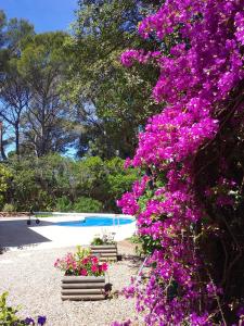 Appartements Appartement dans Villa St Raphael 803 avenue de la Grande Corniche 83700 Saint-Raphaël Provence-Alpes-Côte d\'Azur