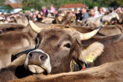 beim Vogt - Oberjoch