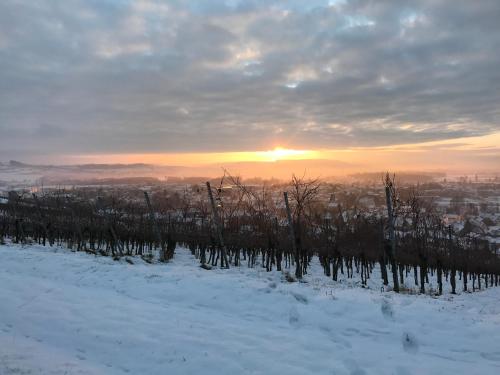 Bioweingut und Ferienwohnung