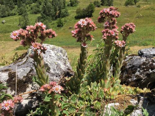 Campanule
