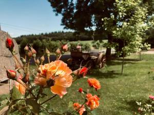 Dornröschenblick Ferienwohnungen