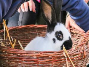 Appartements Ferienbauernhof Moarhof 1 Schmalzgasse 91749 Wittelshofen Bavière