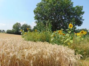 Appartements Ferienbauernhof Neumühle Neumühle 2 56294 Gappenach Rhénanie-Palatinat