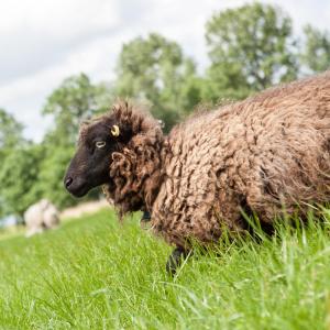 Appartements Ferienhaus Hof Herzleuchten 1 Hartkoogweg 25836 Siekbüll Schleswig-Holstein
