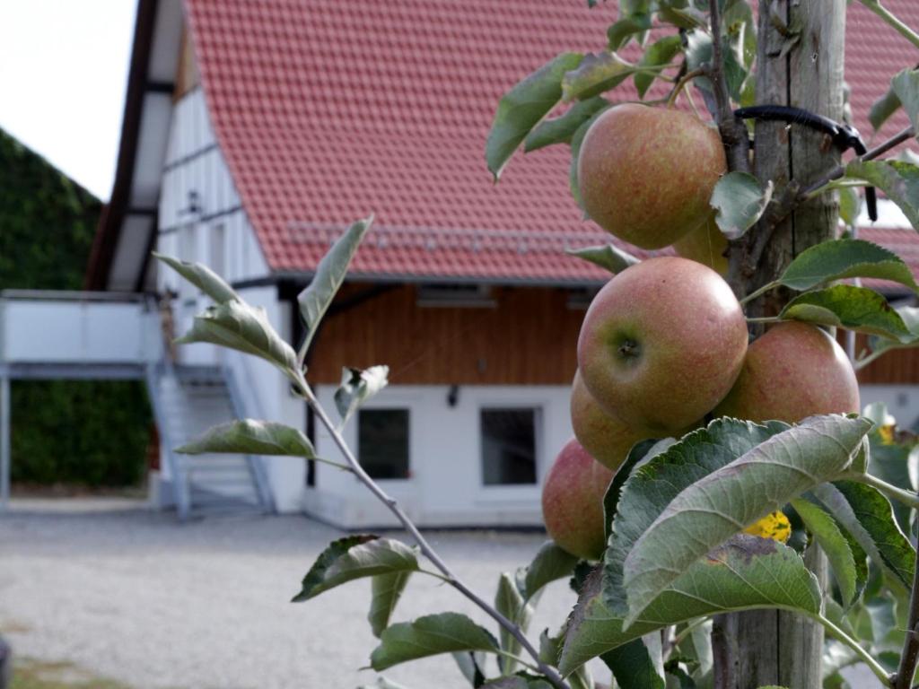 Appartements Ferienhof Waggershauser Berger Str. 60 88048 Friedrichshafen