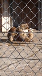 Appartements Ferienwohnung Alte Linde 72 Königheimer Straße 74736 Hardheim Bade-Wurtemberg