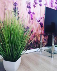 Ferienwohnung Lavanda