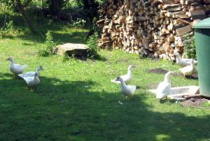 Ferienwohnungen an der Muehle Fami