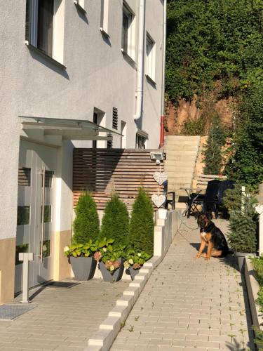 Ferienwohnungen Lamisto am Waldesrand