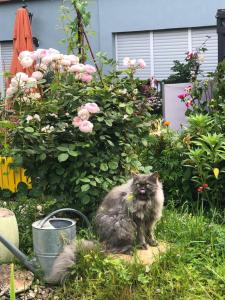Ferienwohnungen Perlina Karpat