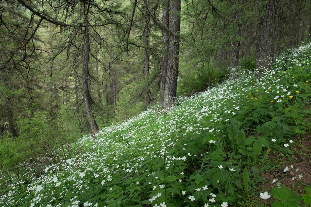 Gites L'épilobe l'épilobe route des forests, 05260 Saint-Léger-les-Mélèzes