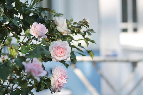 Haus Midsommer