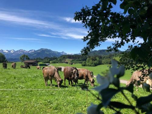 Hemerhof