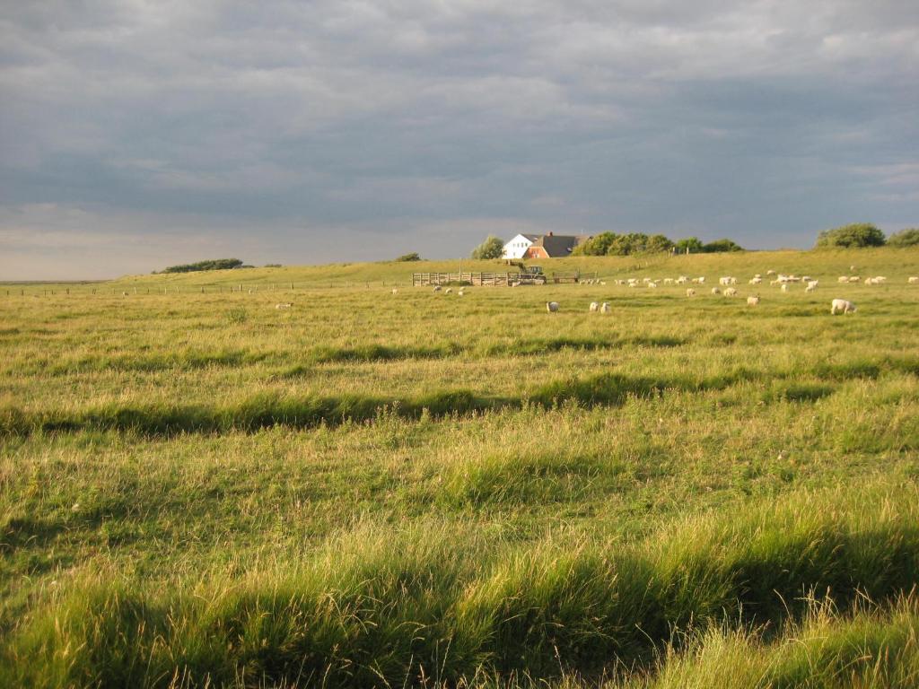 Hof Rickelsbüll - Nordseeurlaub auf dem Biobauernhof Rickelsbüll 6, 25924 Rodenäs