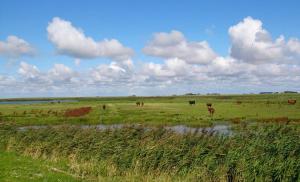 Hof Rickelsbüll - Nordseeurlaub auf dem Biobauernhof