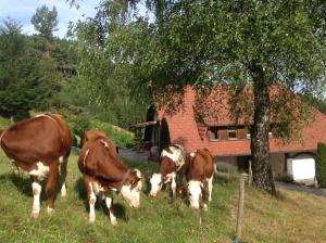 Appartements Holzbildhauerei Kammerer Tannholzstr. 3a 78098 Triberg im Schwarzwald Bade-Wurtemberg