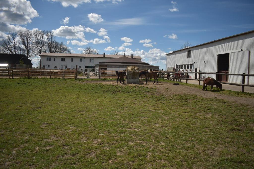 Idylle auf dem Reiterhof bei Husum Dingsbülldeich 12, 25889 Witzwort
