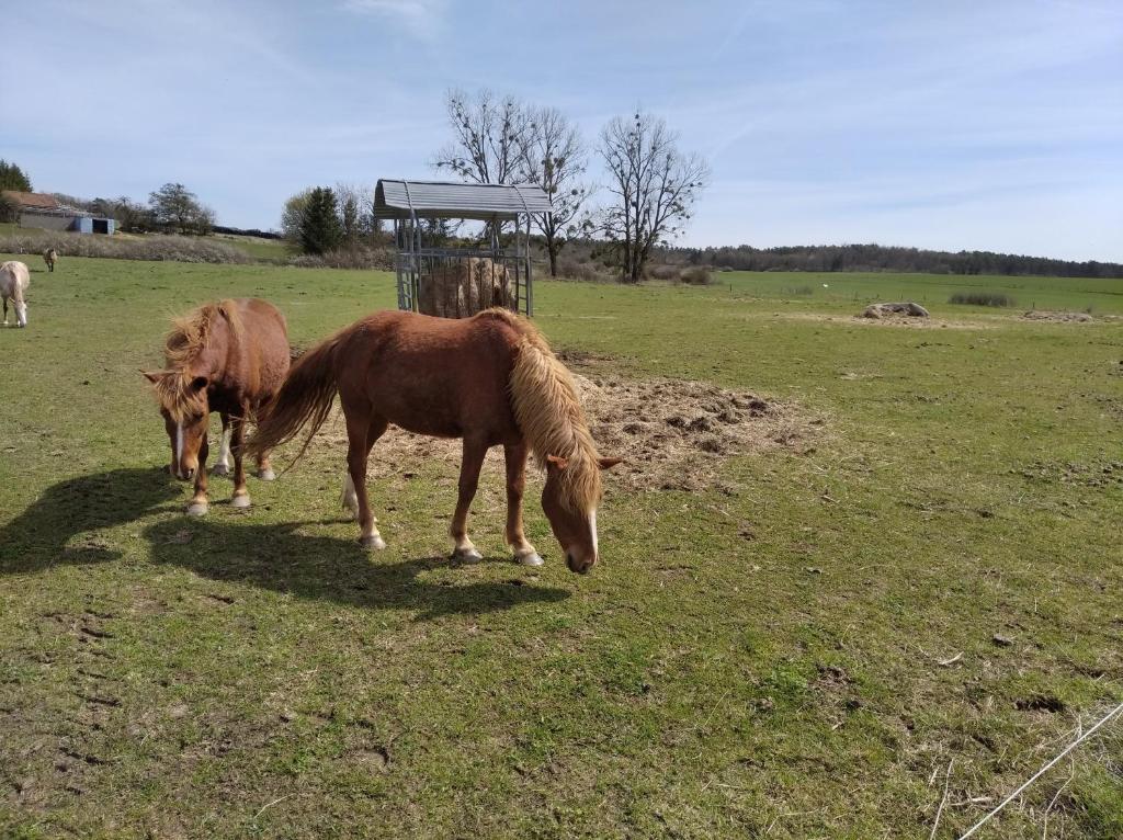 Appartements Insolite! Plusieurs Gîtes dans Ferme Equestre 281 Route de Passoncourt 88330 Rehaincourt