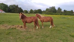 Appartements Insolite! Plusieurs Gîtes dans Ferme Equestre 281 Route de Passoncourt 88330 Rehaincourt Lorraine