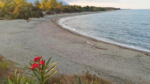 Les jardins de la mer marine de bravone - pour 4 pax plus 2 enfants piscine coté mer