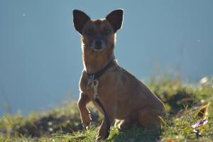 Appartements Lindenhof Hahn Lindenhof 56865 Blankenrath Rhénanie-Palatinat