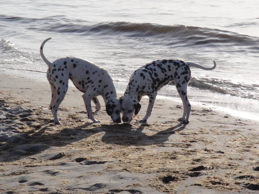 Appartements Residenz Lausitz - Apartments für Urlaub mit Hund 11b Ribnitzer Straße 18181 Graal-Müritz